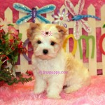 white yorkie, gold dust yorkie, gold yorkie,