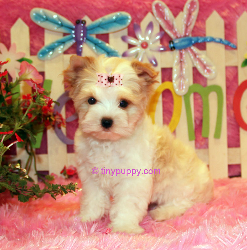 white yorkie, gold dust yorkie, gold yorkie,