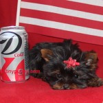 Micro yorkie Boy, tinypuppy, teacup yorkie