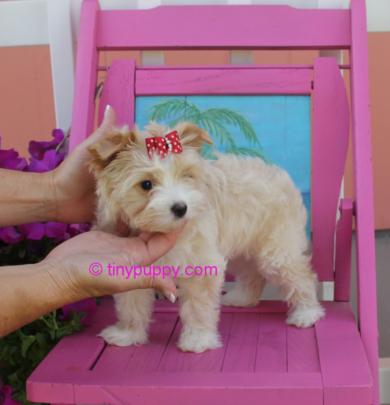 gold dust yorkie puppies for sale gold dust yorkie goldilocks tinypuppy gold dust yorkie puppies for sale gold dust yorkie goldilocks tinypuppy