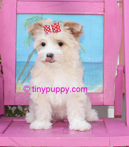 gold dust yorkie, gold dust yorkshire terrier