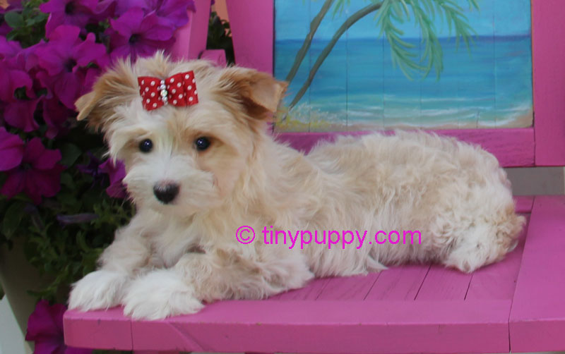 Gold Dust Yorkie Goldilocks