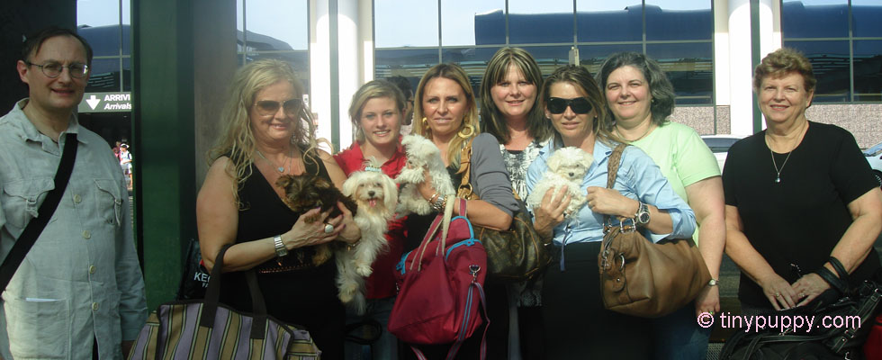 teacup yorkie puppies for sale in washington state tinypuppy teacup micro yorkie breeder puppies for sale in teacup yorkie puppies for sale in washington state tinypuppy teacup micro yorkie breeder puppies for sale in