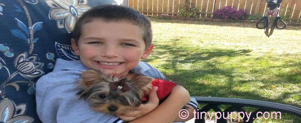 teacup Yorkie Hollywood