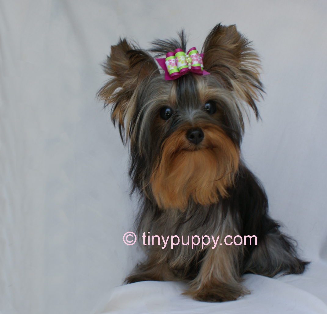 orlando yorkie puppies yorkie puppies haircuts newhairstylesformen2014 orlando yorkie puppies yorkie puppies haircuts newhairstylesformen2014