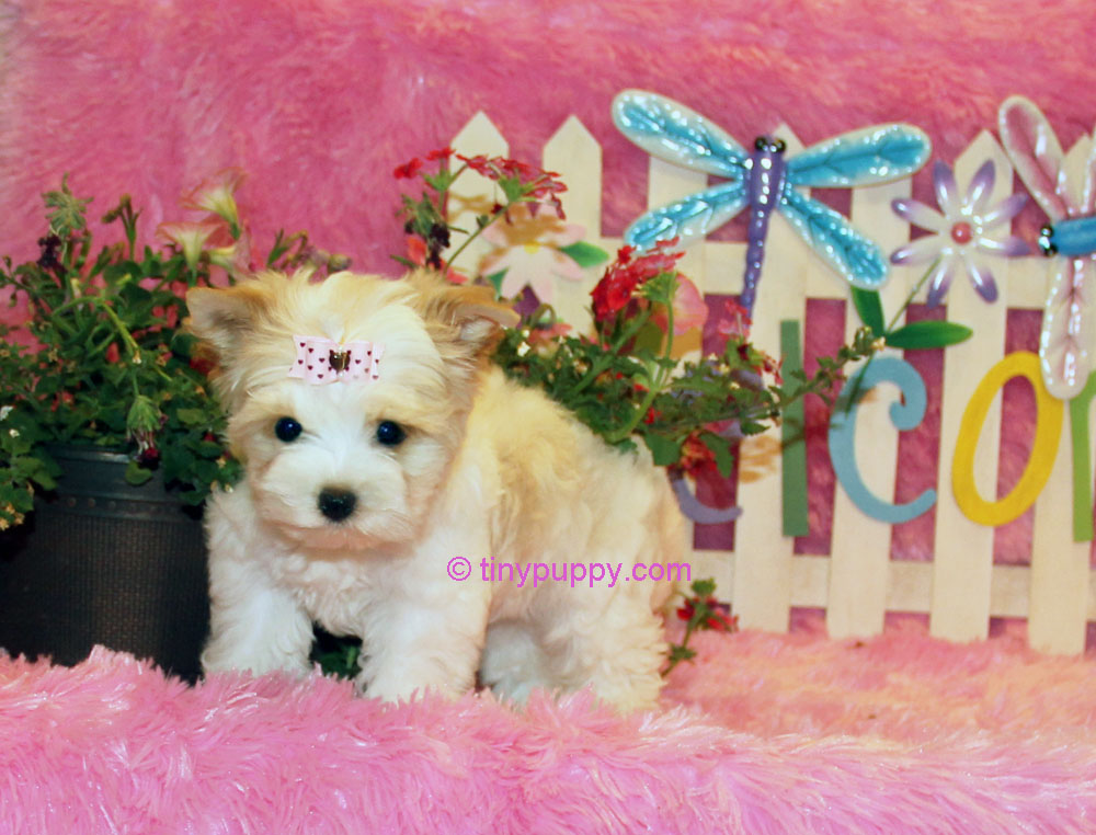 gold dust yorkie x tra tiny gold dust terrier buttercup tinypuppy gold dust yorkie x tra tiny gold dust terrier buttercup tinypuppy
