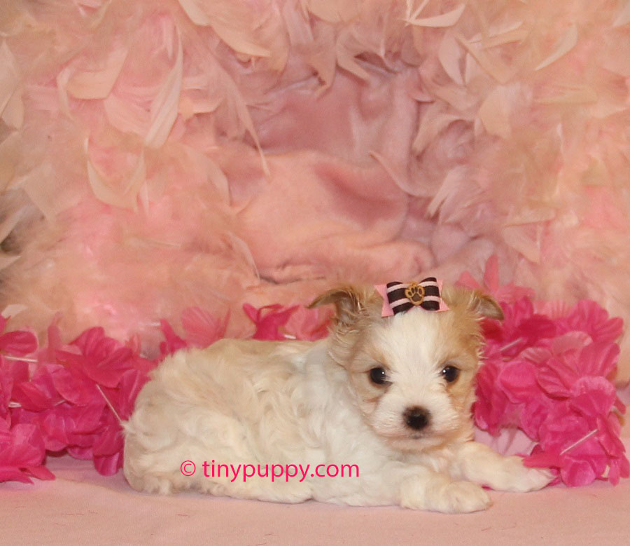Rare White Yorkie Related Keywords & Suggestions - Rare White Yorkie ... Rare White Yorkie Related Keywords & Suggestions - Rare White Yorkie ...