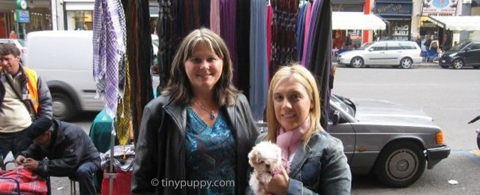 teacup yorkie Milan, teacup yorkshire terrier Milano