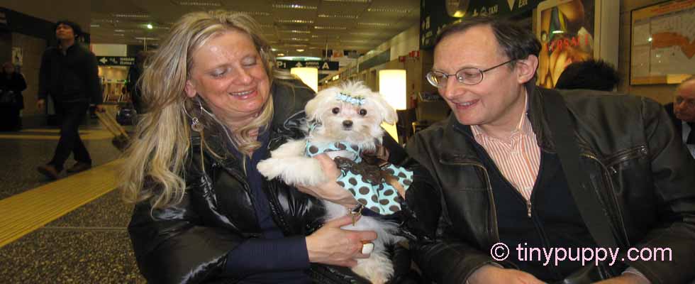 yorkie breeders in washington state teacup maltese puppy yorkie breeders in washington state teacup maltese puppy