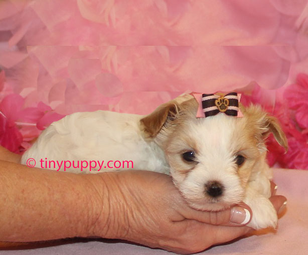 teacup yorkie utah teacup yorkies for sale in western ky breeds picture teacup yorkie utah teacup yorkies for sale in western ky breeds picture