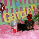 Parti yorkie Bloodline, AKC registration