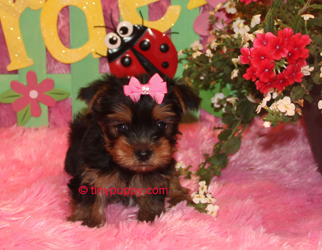 yorkie 7 weeks teacup yorkie ariel 22 oz at 7 weeks tinypuppy yorkie 7 weeks teacup yorkie ariel 22 oz at 7 weeks tinypuppy