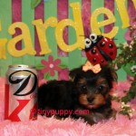 Tiny Teacup Yorkie
