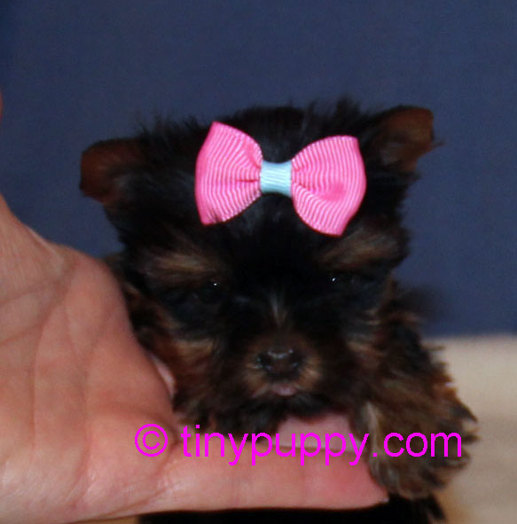 weaning yorkie puppies micro yorkie puppy penelope tinypuppy weaning yorkie puppies micro yorkie puppy penelope tinypuppy