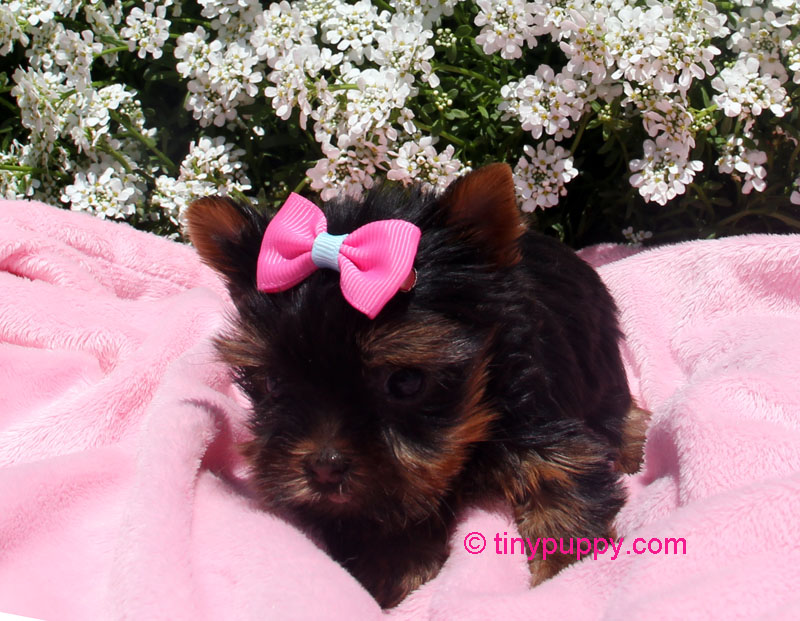 weaning yorkie puppies micro yorkie puppy penelope tinypuppy weaning yorkie puppies micro yorkie puppy penelope tinypuppy