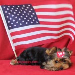 teacup-yorkie-emily