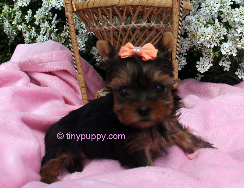 yorkies in iowa teacup yorkie chion sired tinypuppy yorkies in iowa teacup yorkie chion sired tinypuppy