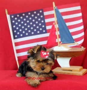 yorkiefor sale, tinypuppy