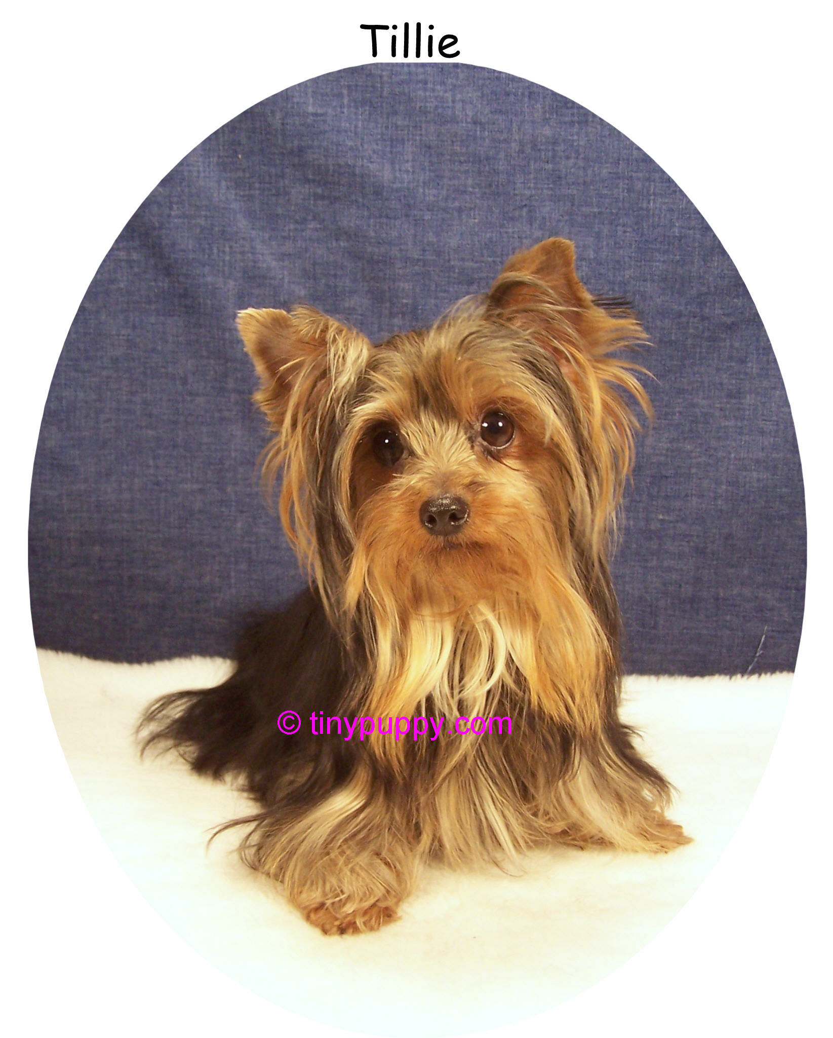 4lb yorkie beautiful 2 4 lb black and yorkie tinypuppy 4lb yorkie beautiful 2 4 lb black and yorkie tinypuppy