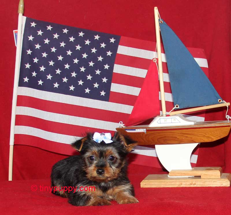 Teacup Yorkie Piper Chocolate Carrier