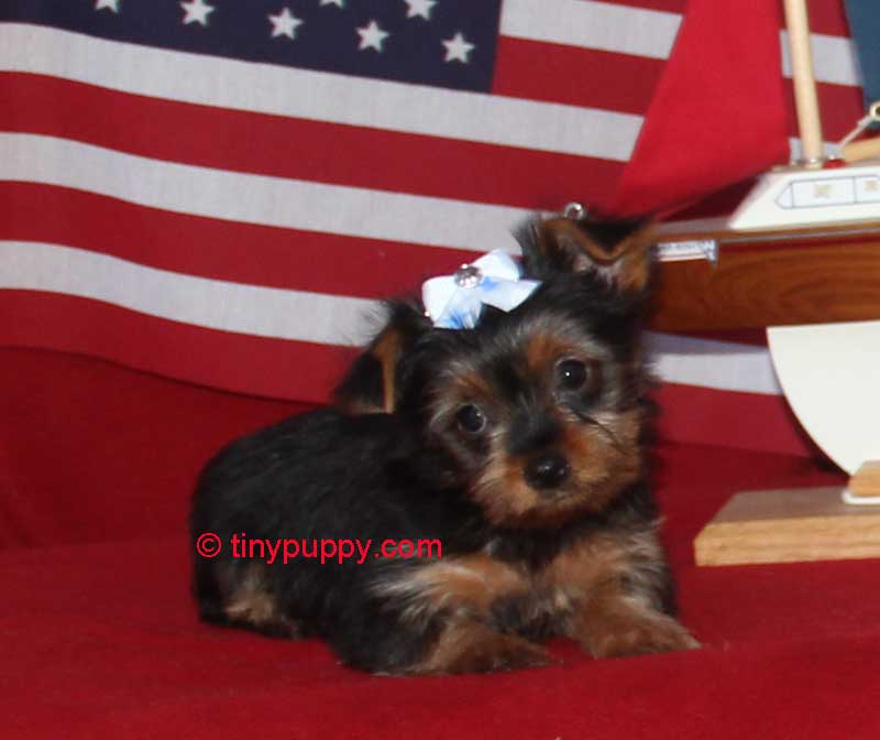 Teacup Yorkie Piper Chocolate Carrier