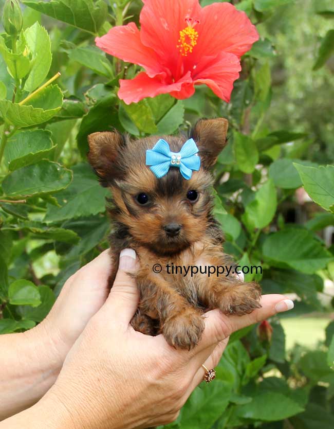 golden teacup yorkie micro golden yorkie tiny reese tinypuppy golden teacup yorkie micro golden yorkie tiny reese tinypuppy