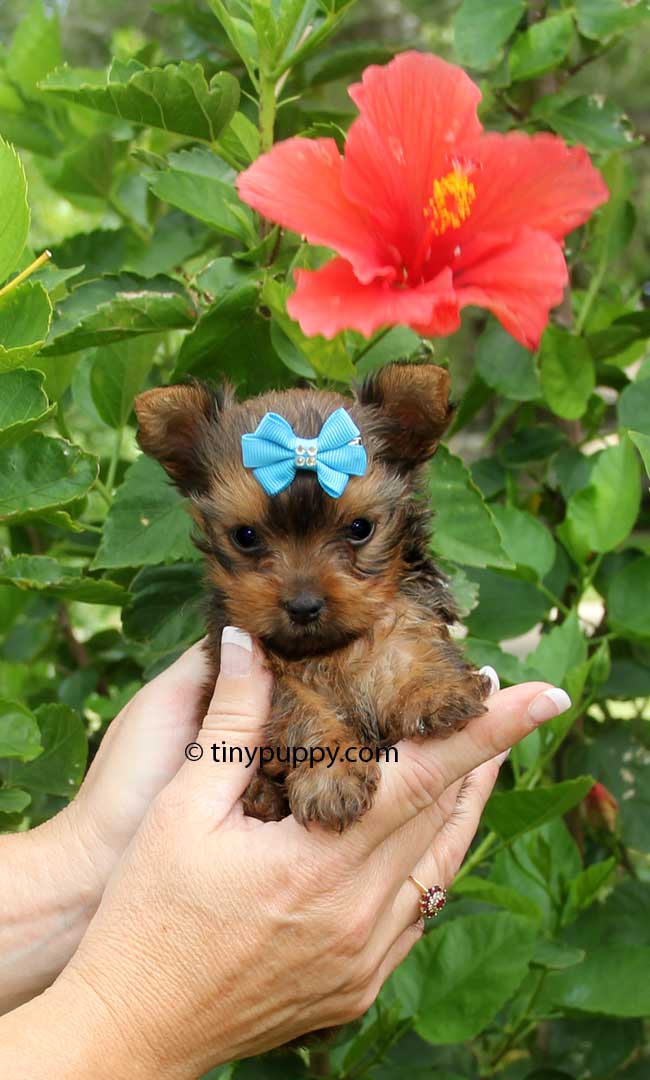 teacup yorkie puppies for sale in chicago yorkie teacup for sale chicago breeds picture teacup yorkie puppies for sale in chicago yorkie teacup for sale chicago breeds picture