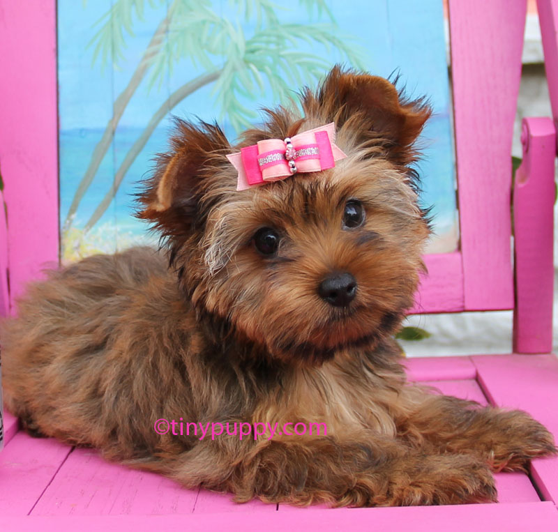 golden teacup yorkie golden terrier tillie tinypuppy golden teacup yorkie golden terrier tillie tinypuppy