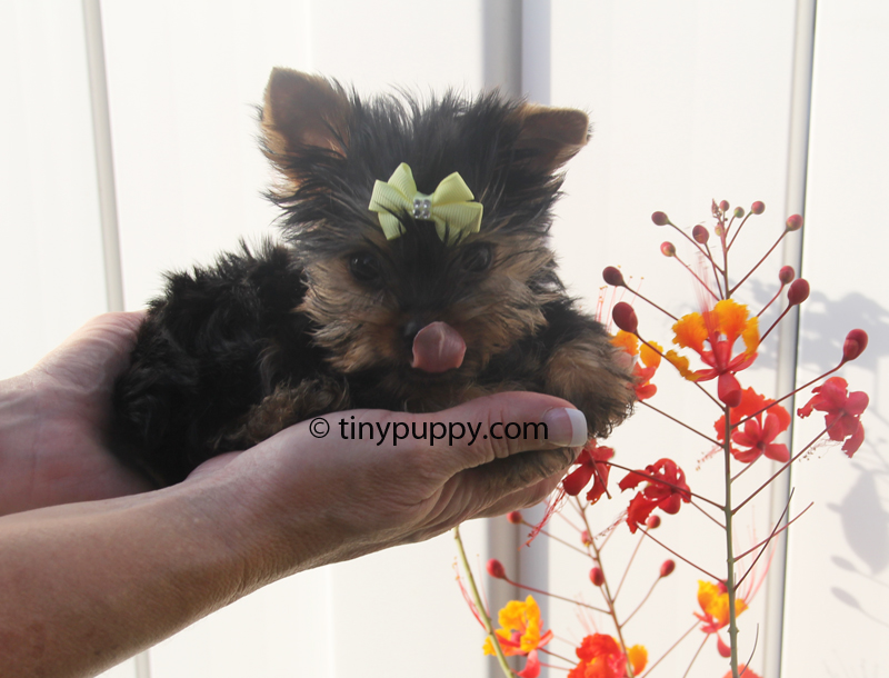 teacup yorkie boy tiny yorkie puppy nickey tinypuppy teacup yorkie boy tiny yorkie puppy nickey tinypuppy