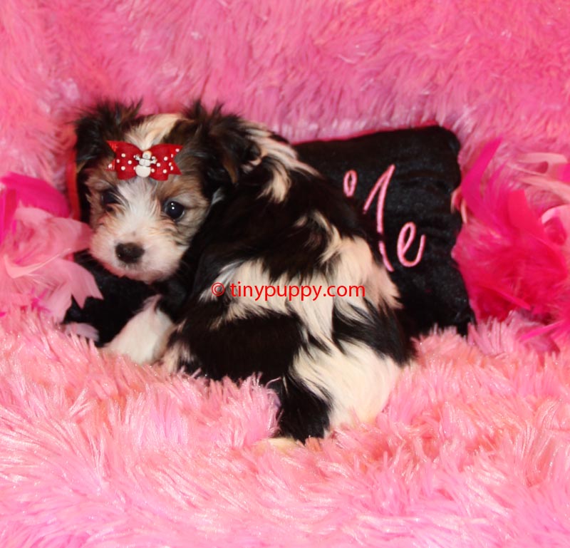 teacup yorkies for sale in toronto teacup yorkie puppies for adoption for sale in toronto ontario to breeds picture teacup yorkies for sale in toronto teacup yorkie puppies for adoption for sale in toronto ontario to breeds picture