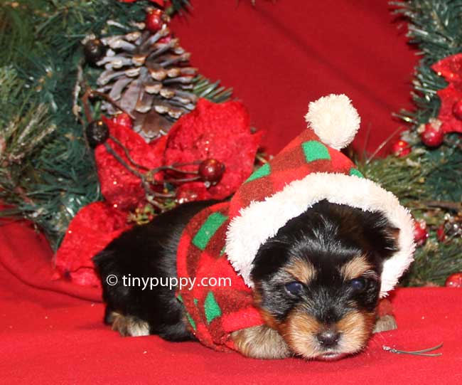 yorkie puppies for sale in washington state tinypuppy teacup yorkie breeder offers teacup terrier puppies for sale in yorkie puppies for sale in washington state tinypuppy teacup yorkie breeder offers teacup terrier puppies for sale in