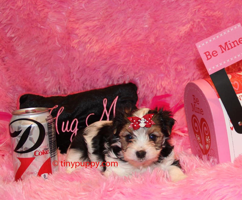 Biewer Yorkshire Terrier a la Pom-Pon, teacup yorkie, tinypuppy