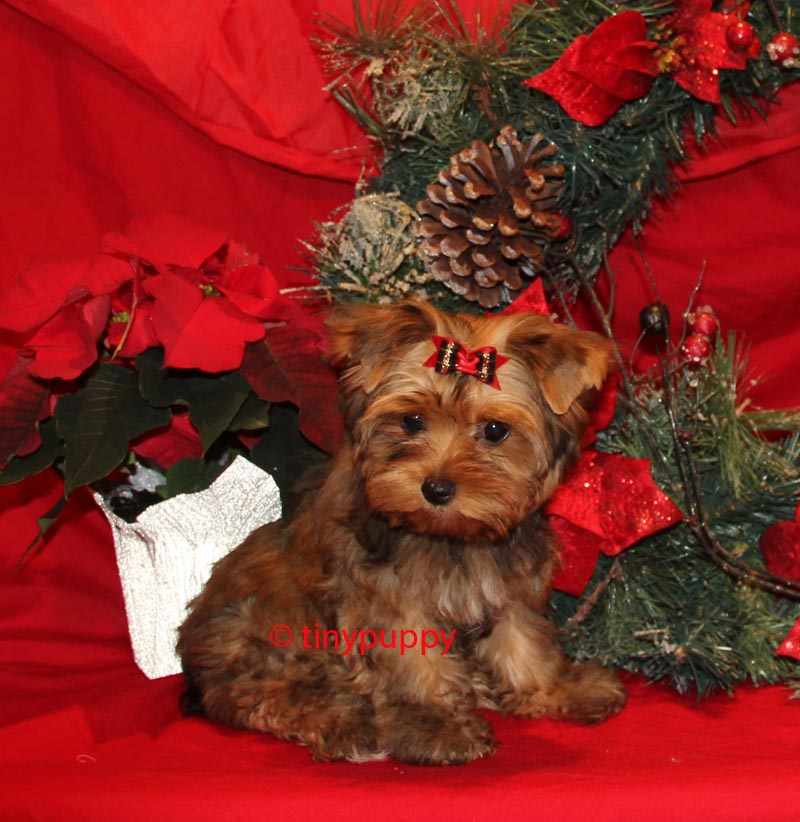 yorkie doodles my snicker doodle golden yorkie tinypuppy yorkie doodles my snicker doodle golden yorkie tinypuppy