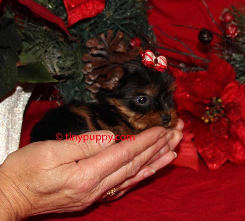 yorkie for sales tiny teacup yorkie puppies for sales micro terrier puppy breeds yorkie for sales tiny teacup yorkie puppies for sales micro terrier puppy breeds