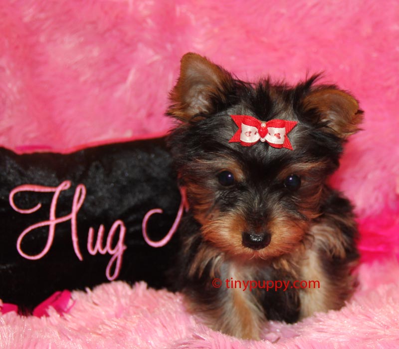 can a teacup yorkie babies teacup yorkie tinypuppy can a teacup yorkie babies teacup yorkie tinypuppy