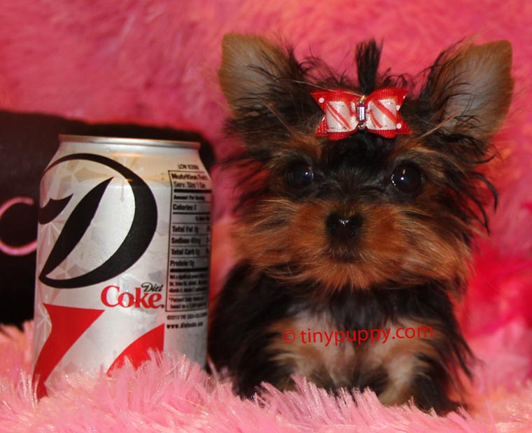 the smallest yorkie in the world micro micro world s smallest healthy yorkie puppy sold tinypuppy the smallest yorkie in the world micro micro world s smallest healthy yorkie puppy sold tinypuppy