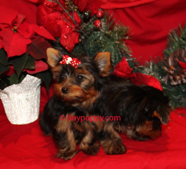 how to take care of yorkies teacup yorkie puppy information ehow design bild how to take care of yorkies teacup yorkie puppy information ehow design bild
