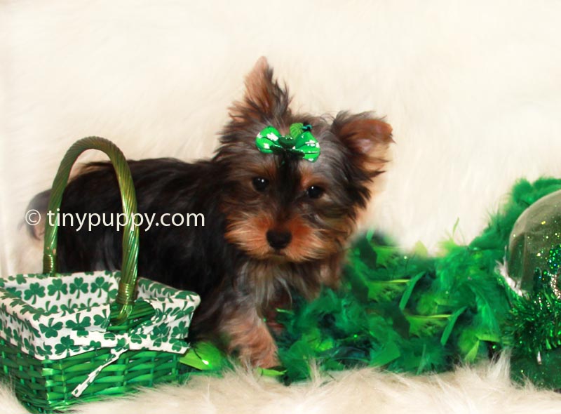 teacup yorkie illinois teddy teacup yorkie for sale in illinois breeds picture teacup yorkie illinois teddy teacup yorkie for sale in illinois breeds picture