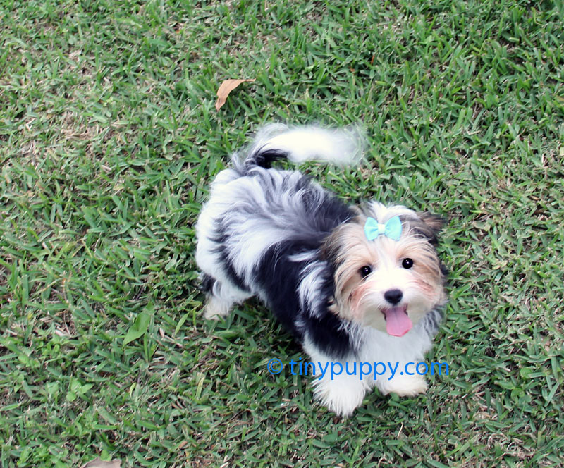 parti yorkie grown biewer terrier a la pom pon world chion bloodlines tinypuppy parti yorkie grown biewer terrier a la pom pon world chion bloodlines tinypuppy