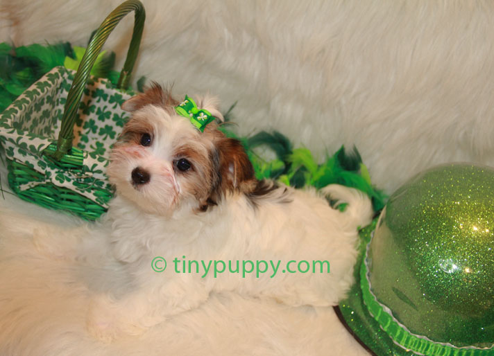 Biewer yorkshire terrier teacup puppy