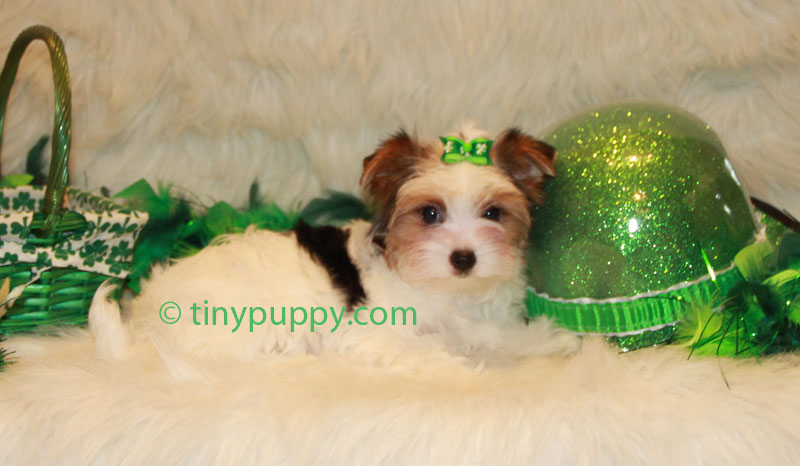 german yorkie puppies biewer terrier a la pom pon brenna tinypuppy german yorkie puppies biewer terrier a la pom pon brenna tinypuppy