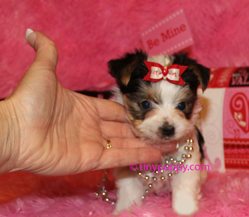 akc parti yorkie akc parti yorkie tiny kisses tinypuppy akc parti yorkie akc parti yorkie tiny kisses tinypuppy