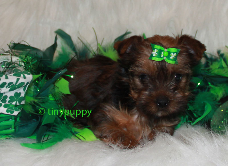 golden teacup yorkie tinypuppy teacup yorkie breeder offers teacup terrier new style for 2016 2017 golden teacup yorkie tinypuppy teacup yorkie breeder offers teacup terrier new style for 2016 2017