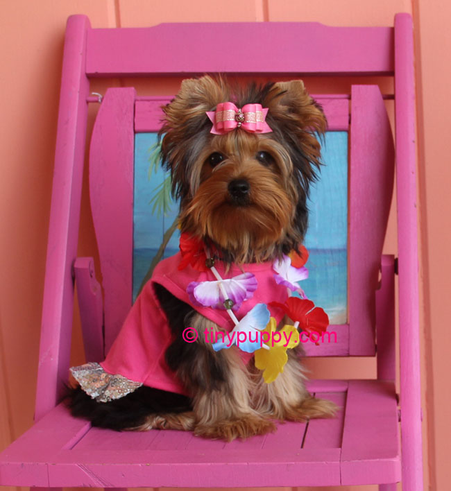 how many times a day should a yorkie eat tiny yorkie haircuts hairstyle gallery how many times a day should a yorkie eat tiny yorkie haircuts hairstyle gallery