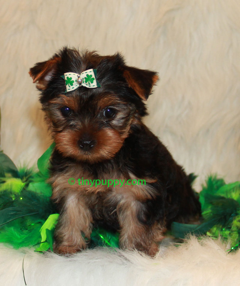 teacup yorkies teacup 1 2 parti yorkie hugs tinypuppy teacup yorkies teacup 1 2 parti yorkie hugs tinypuppy