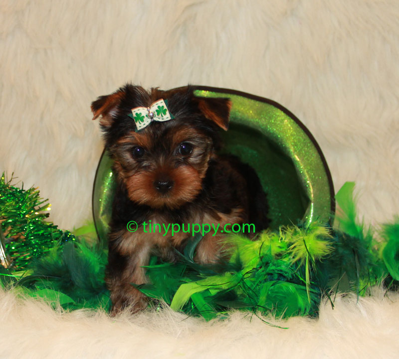 boy teacup yorkie 2014 gx460 photo autos post boy teacup yorkie 2014 gx460 photo autos post
