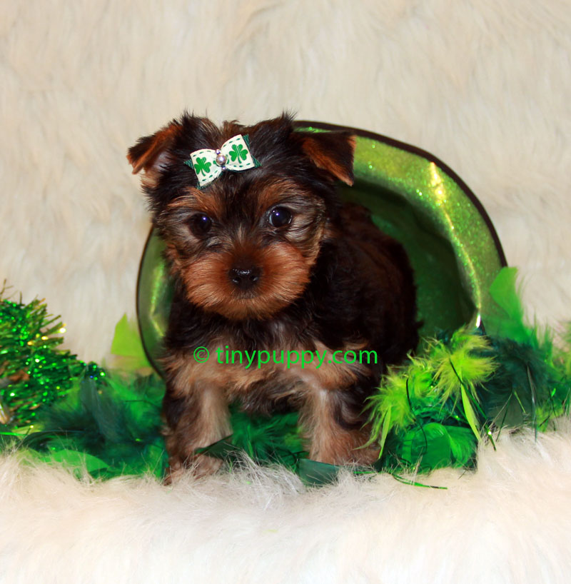 teacup yorkie boy teacup yorkie tiny boy breeds picture teacup yorkie boy teacup yorkie tiny boy breeds picture