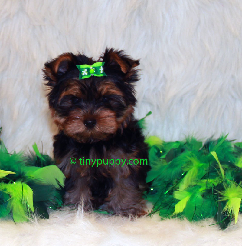 yorkie puppy cut yorkie puppy cut cake ideas and designs yorkie puppy cut yorkie puppy cut cake ideas and designs