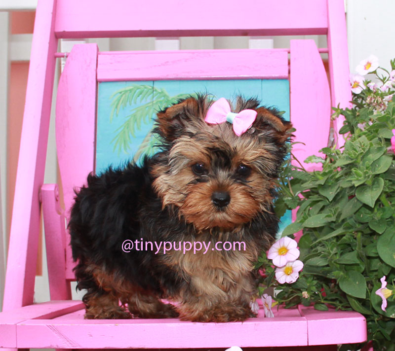 buy tiny teacup yorkie teacup yorkie susie q tinypuppy buy tiny teacup yorkie teacup yorkie susie q tinypuppy