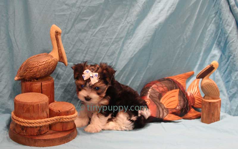 AKC Parti Yorkshire Terrier, Parti Yorkie, Parti Yorkie for sale